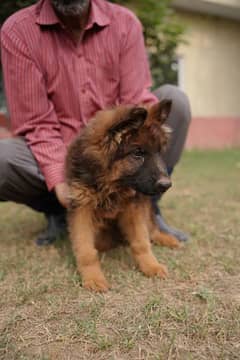 German shepherd male puppy available for sale