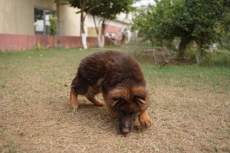 German shepherd male puppy available for sale 4