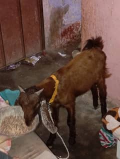 Bakra kamori 6 month urgent sale