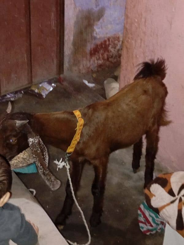 Bakra kamori 6 month urgent sale 3