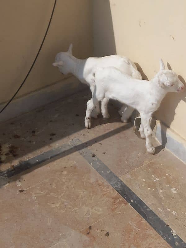 Rajanpuri Female Goat 0