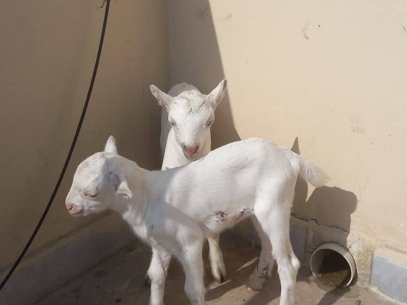 Rajanpuri Female Goat 1