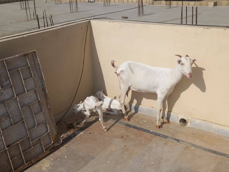 Rajanpuri Female Goat 3