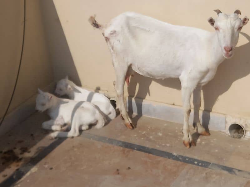 Rajanpuri Female Goat 4