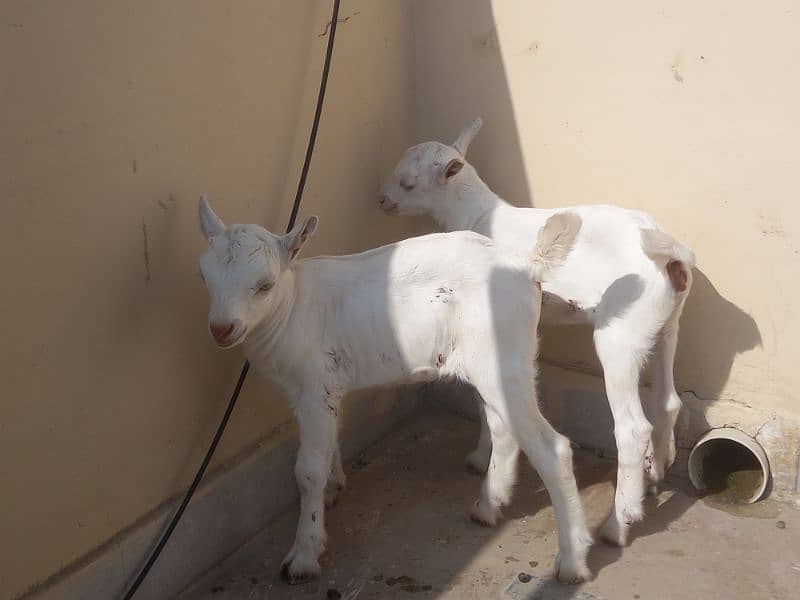 Rajanpuri Female Goat 5