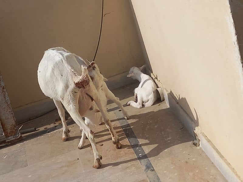 Rajanpuri Female Goat 6