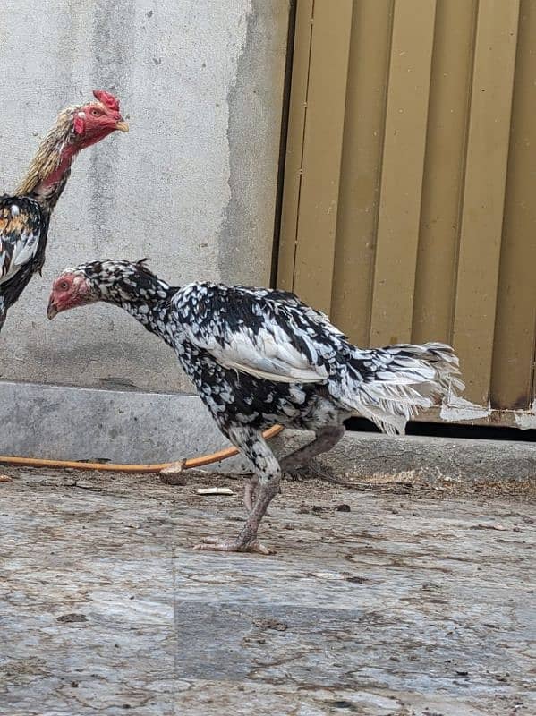 miyan wali madari cross nawab breed 1