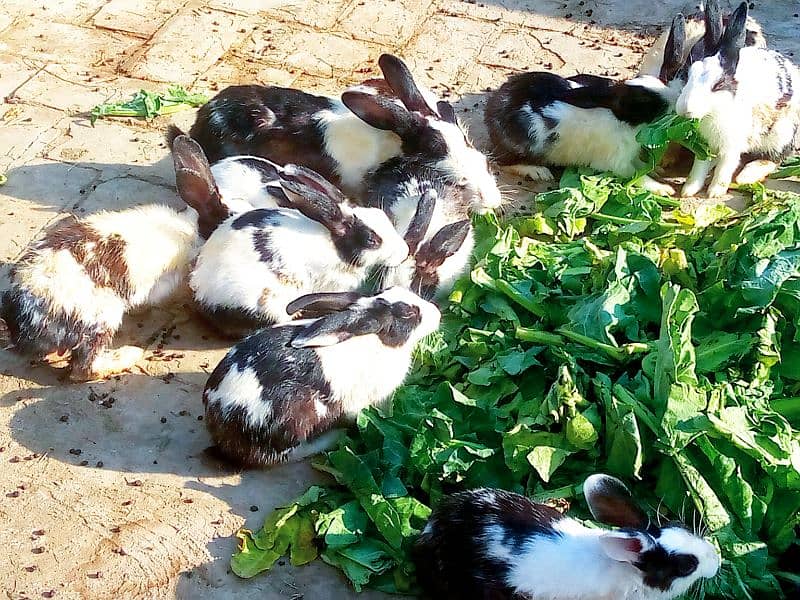 About 25 rabbit for sale 0