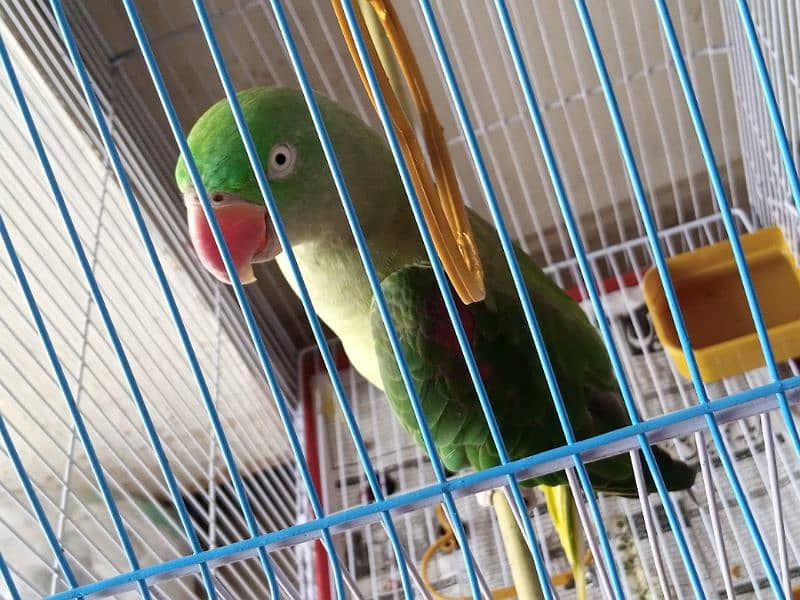 raw parrot female 1