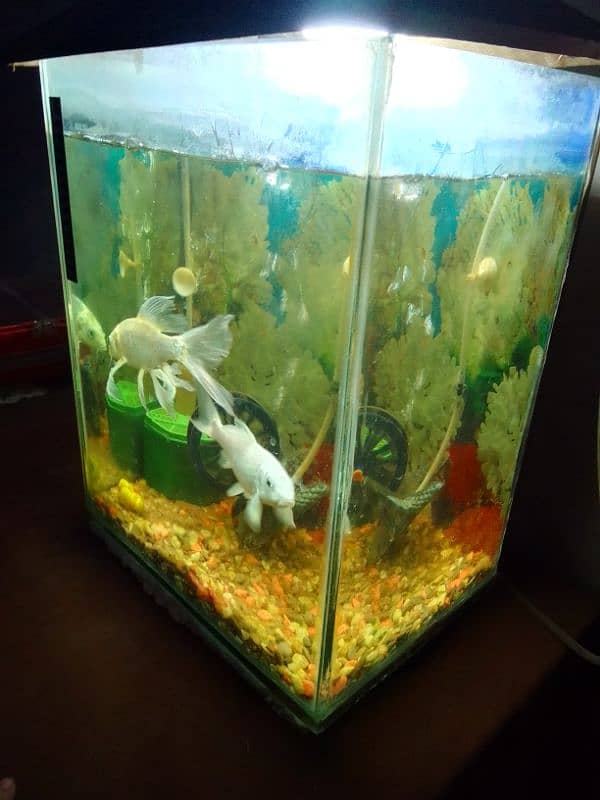 Aquarium For Sale 0