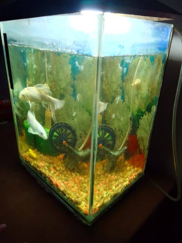 Aquarium For Sale 1