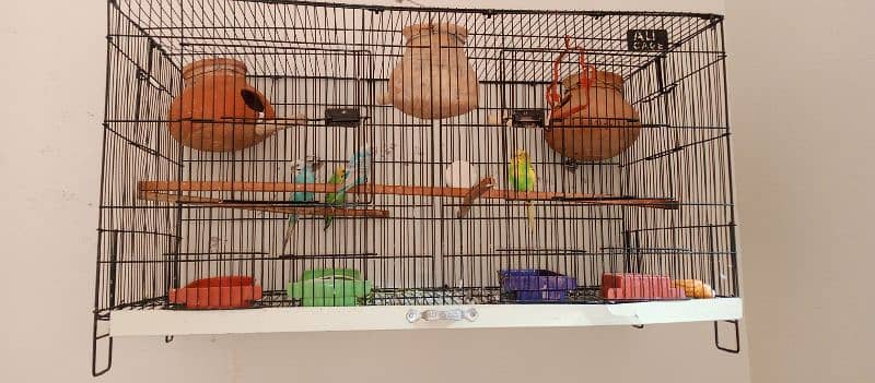 Australian parrots toty budgies 0