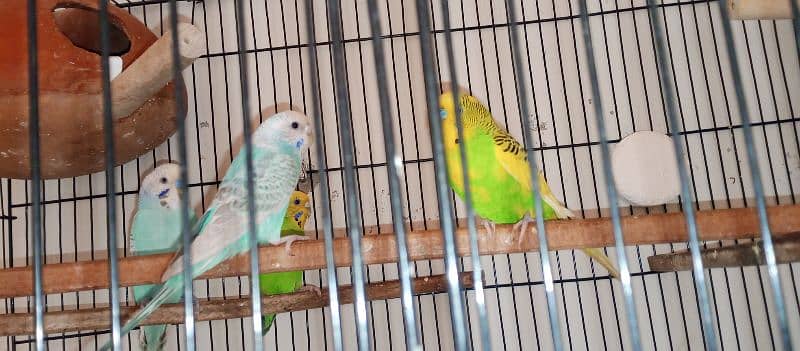 Australian parrots toty budgies 1