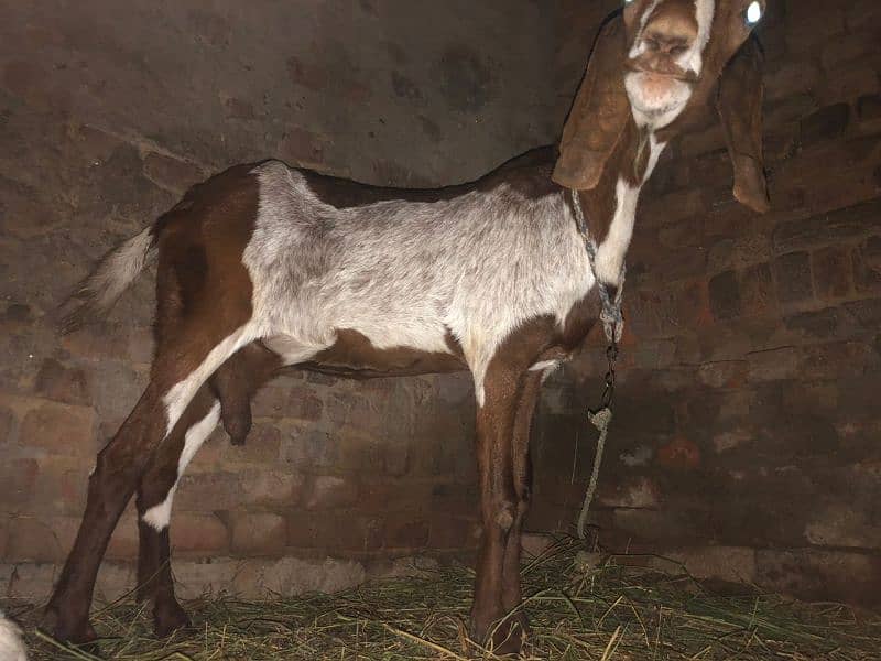 2 goats (بکریاں) for sale 1