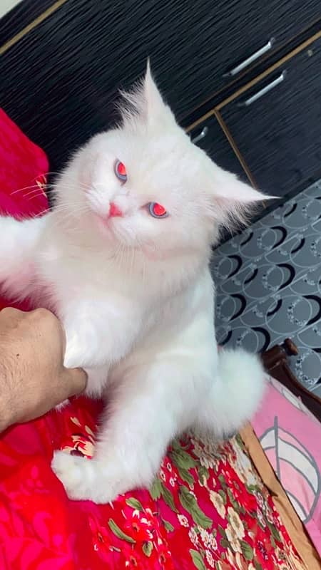 Persian Male Cat 1 year old 0