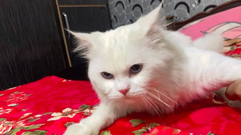 Persian Male Cat 1 year old 1