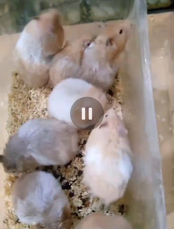 cute serian hamsters 4