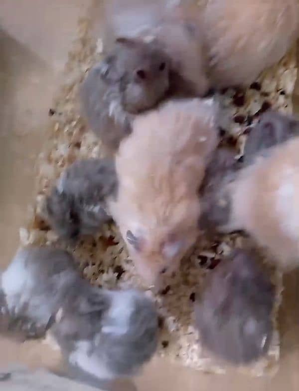 cute serian hamsters 6