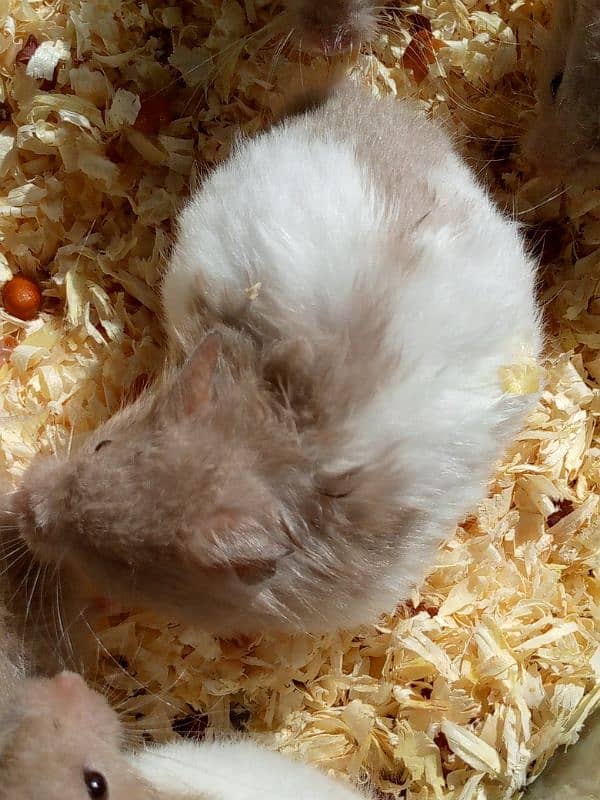 cute serian hamsters 7