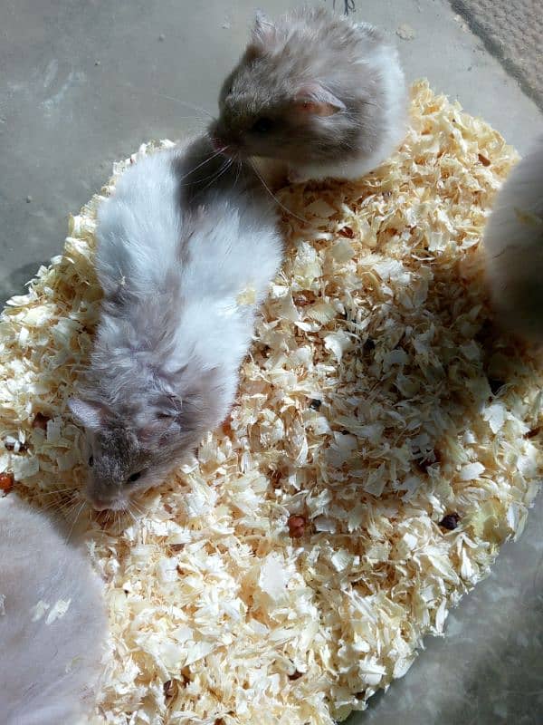 cute serian hamsters 8