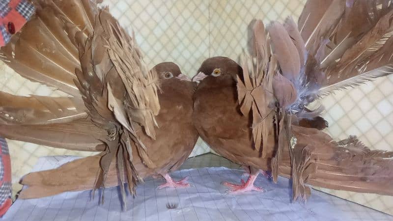 pure English fantail pair available 03037104318 4