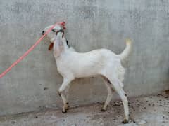 Bakra