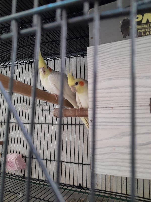 Common white cocktail breeder pair 0304-7181358 0