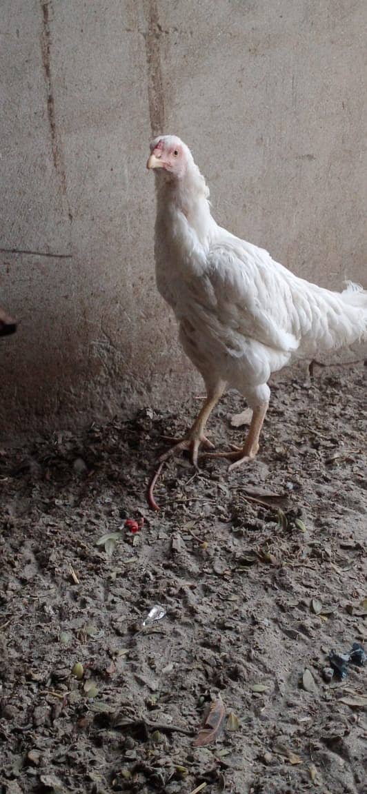 white hen aseel 0