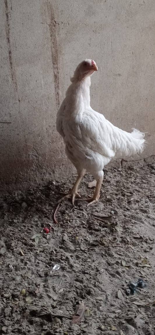 white hen aseel 1