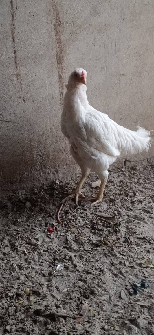 white hen aseel 2