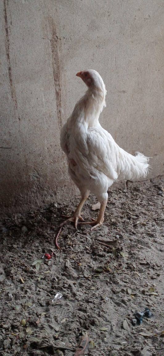 white hen aseel 3