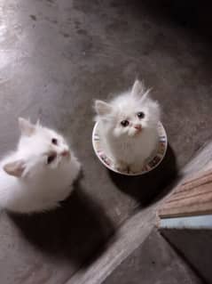 white Persian kittens pair