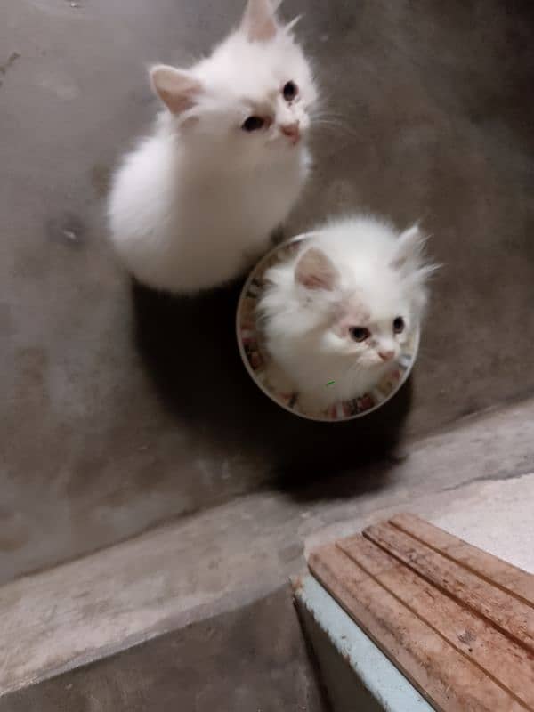 white Persian kittens pair 1