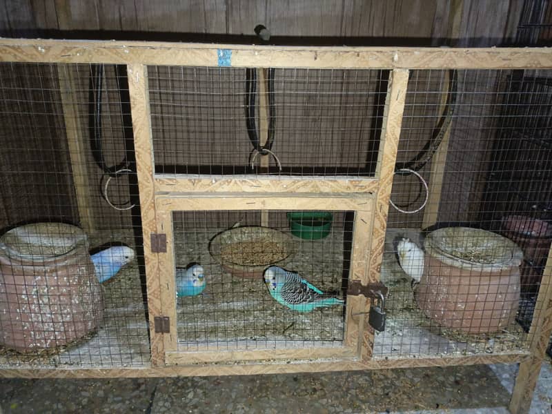 Australian Parrots budgies for sale 1