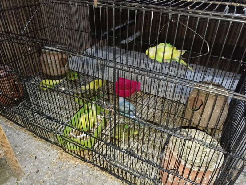 Australian Parrots budgies for sale 4