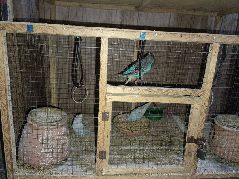 Australian Parrots budgies for sale 6