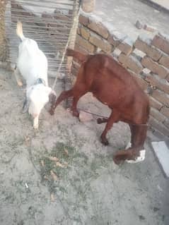 desi bkri / goat / desi goat /  بکرے / pure Desi bakriyain