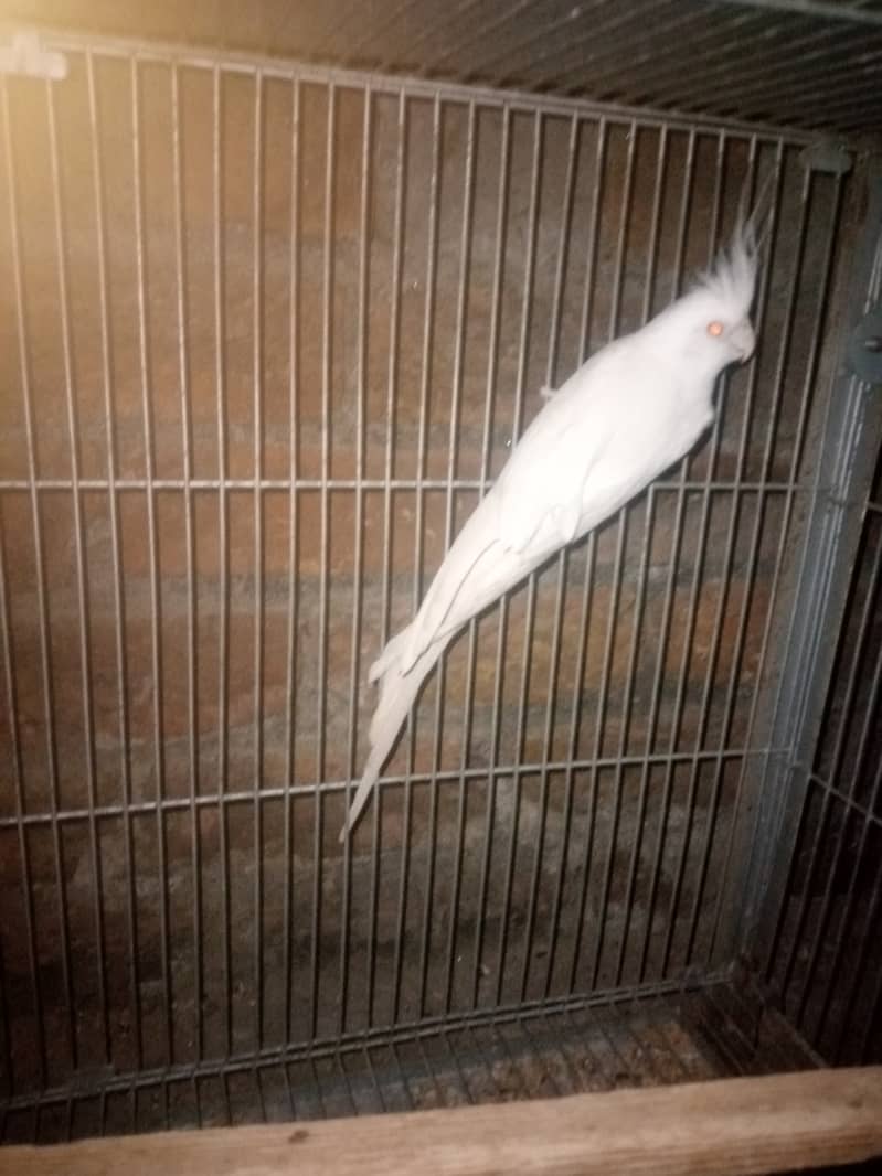 2 Eno Red Eyes Cockatiel Males 1