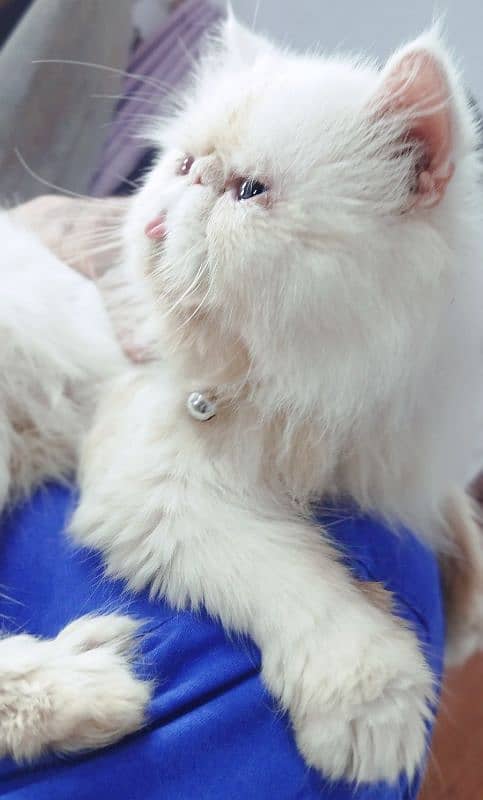 CFA bloodline imported peki white blue eyes stud male 4