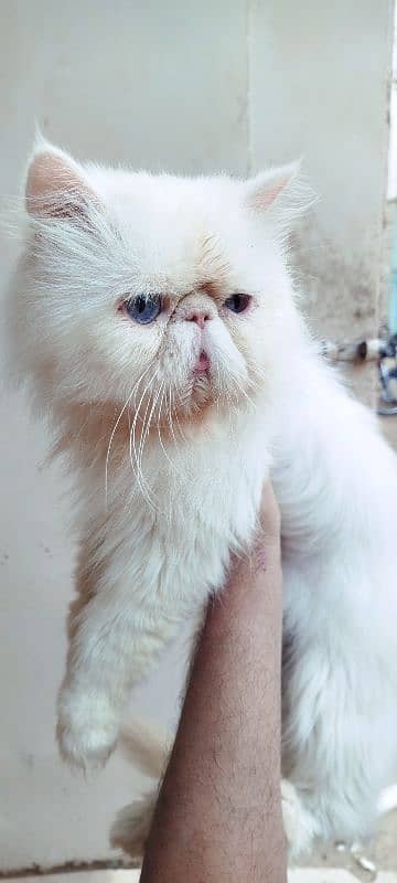 CFA bloodline imported peki white blue eyes stud male 6