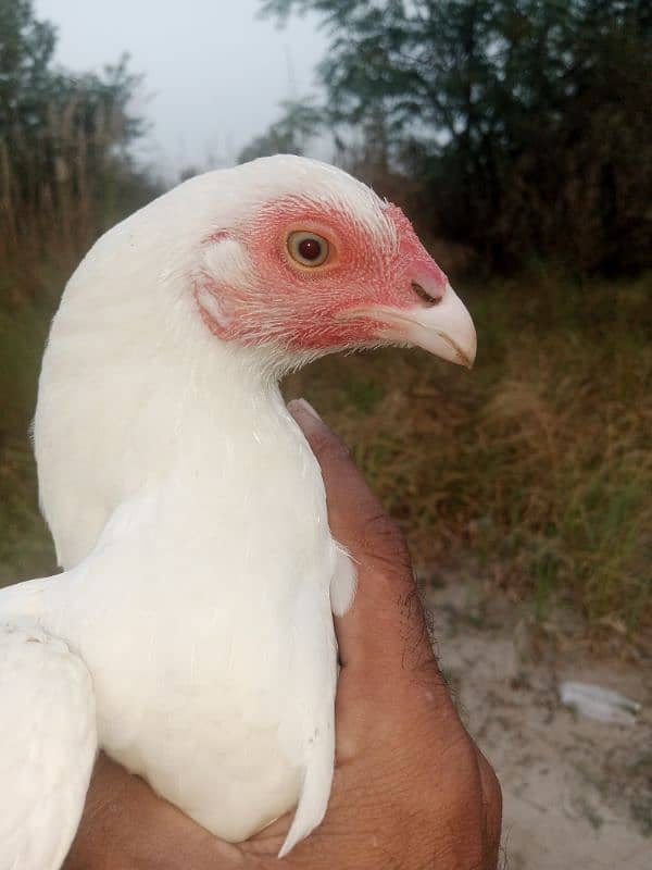 pair hera aseel. white nok nali white eyes. loc Kamra attock 1