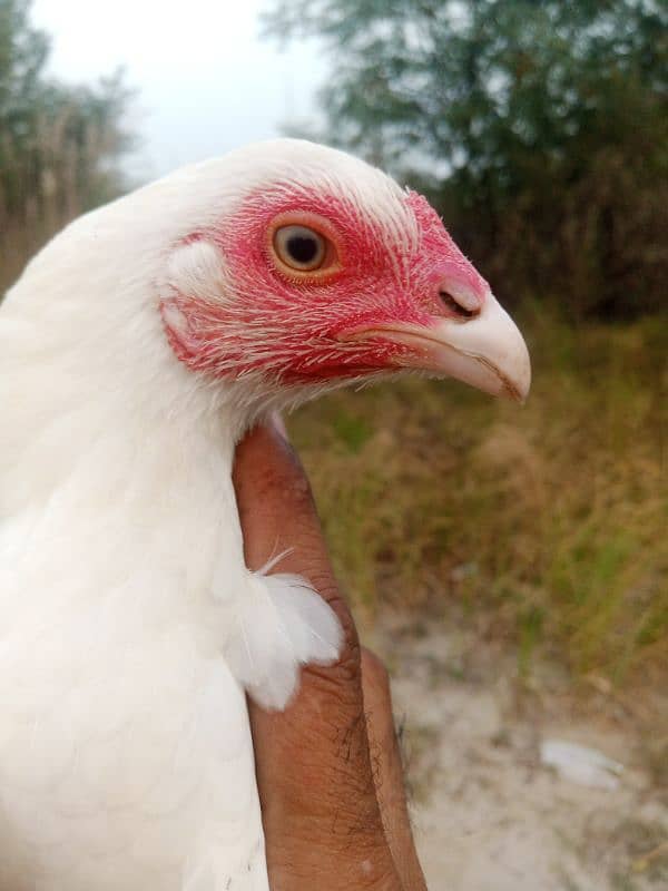 pair hera aseel. white nok nali white eyes. loc Kamra attock 2