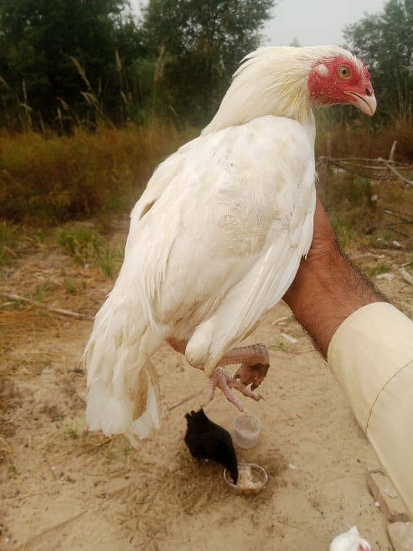 pair hera aseel. white nok nali white eyes. loc Kamra attock 3