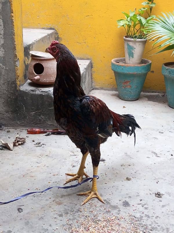 aseel thai male hen pure 0