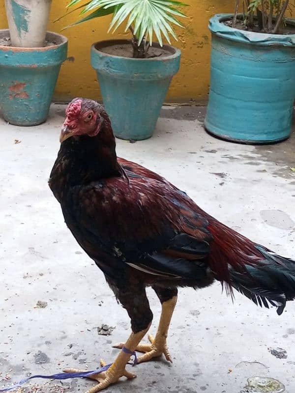 aseel thai male hen pure 1