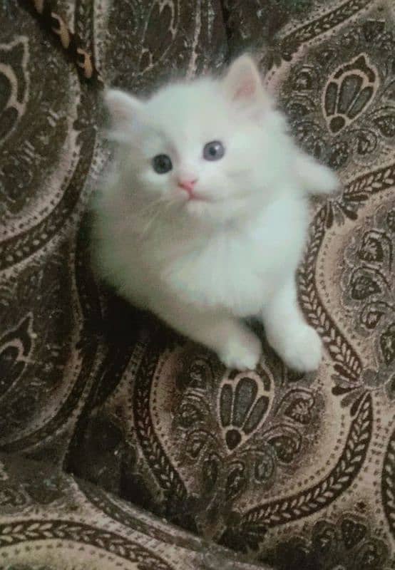 fluffy kitten 1