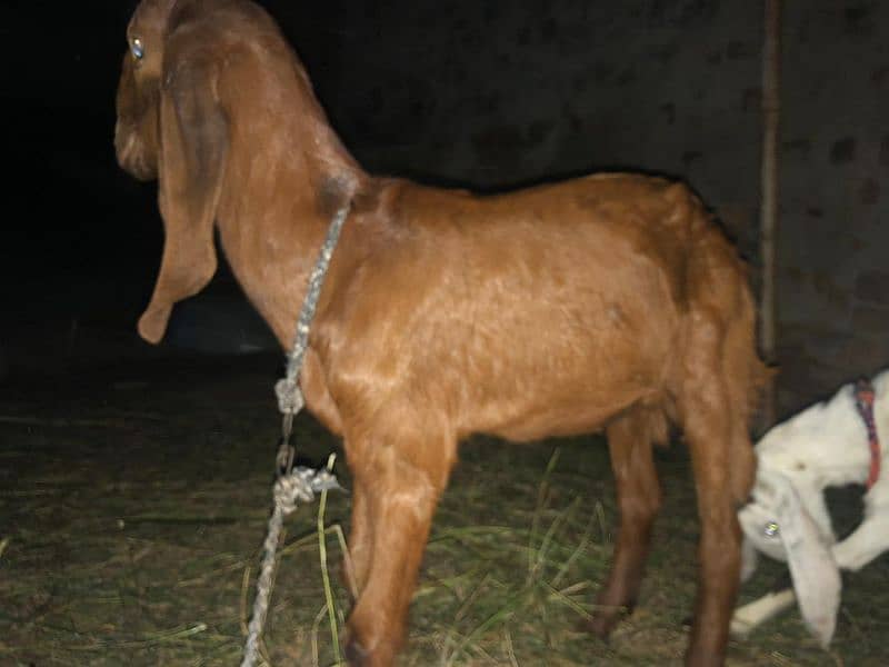 2 goats (بکریاں) for sale 2