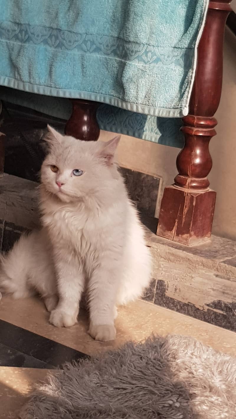 Persian cat 3