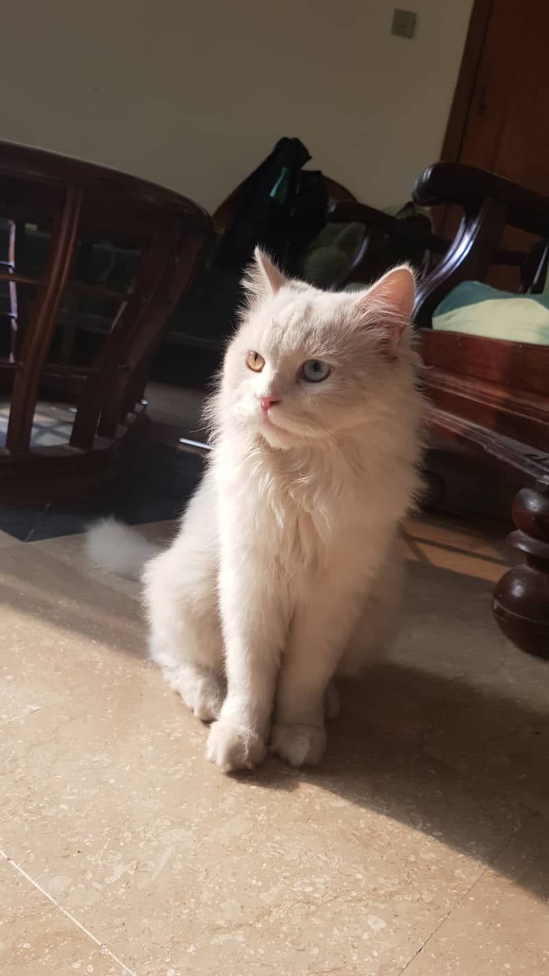 Persian cat 6