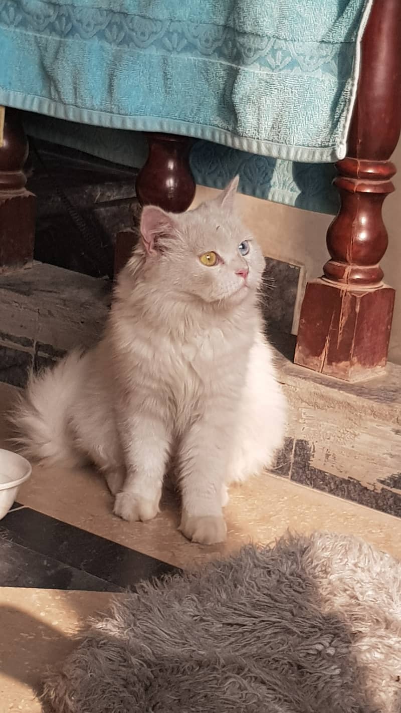 Persian cat 7